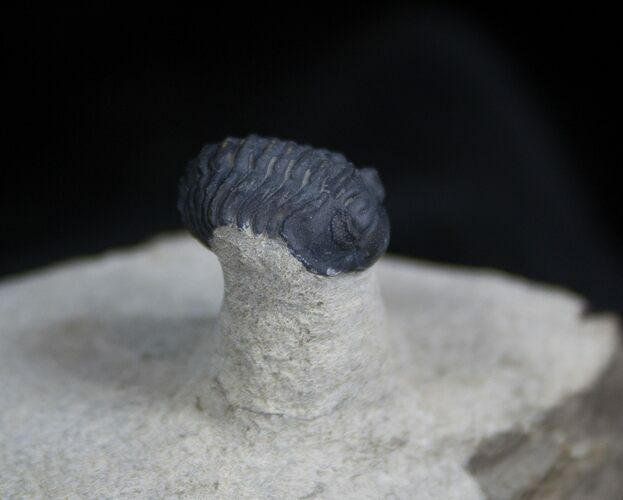 Small Acastoides Trilobite On Pedestal #1653
